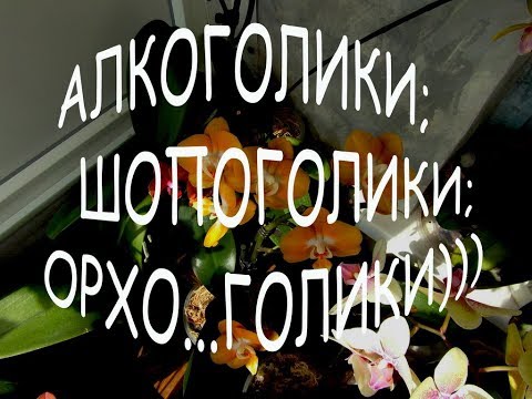 Орхозависимость. Сюрприз в горшке!