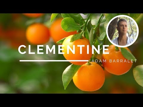 download lagu mp3 mp4 Clementine Oil, download lagu Clementine Oil gratis, unduh video klip Clementine Oil