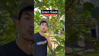 Download lagu Green giant guava, never bears fruit mp3