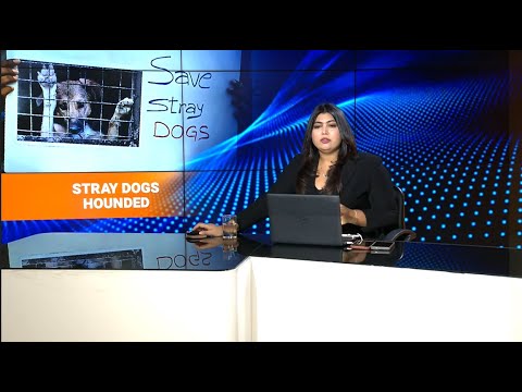 LIVE: Rohini Stray Dog Shelter Controversy | Activists Clash Over Humane Treatment | Unmisaable