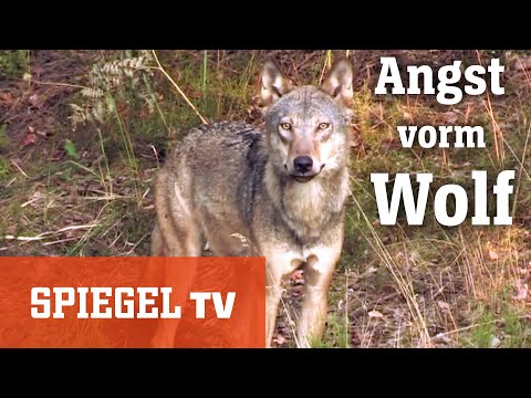 Zum Abschuss freigegeben: Die Angst vor dem Wolf | SPIEGEL TV