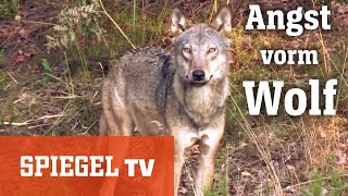 Zum Abschuss freigegeben: Die Angst vor dem Wolf