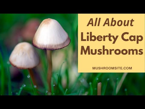 Magic Mushrooms -- All About the Liberty Cap (Psilocybe Semilanceata)