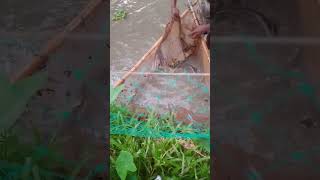 Fishing with a Traditional Net — I Never Expected This Many Fish! #fishing #fish