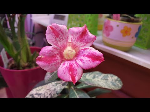 Зацвел вариегатный адениум! ..Кое-что из орхидей ))