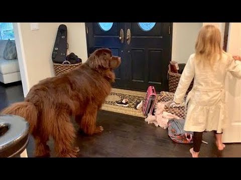 Newfoundland hilariously reacts to little girl best friend