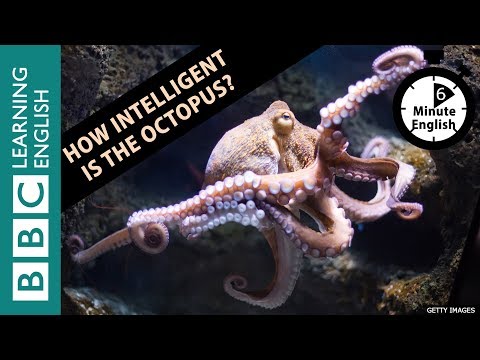 【BBC 英語】六分鐘學會章魚多有智慧！ (Learn how intelligent the octopus is in 6 minutes!)