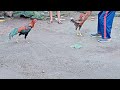 Ayam Bangkok Jumpa Ayam Birma Di Kebun Ternyata Kuda Lari Bro Bk Pings4n Kehabisan Nafas