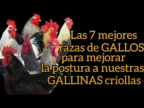 , title : '"Las 7 mejores razas de gallos para mejorar la postura de las hijas de tus gallinas criollas"'