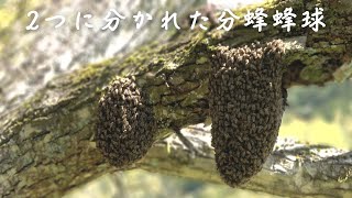 あの群が再び分蜂...2つに分かれた蜂球を合流させて捕獲