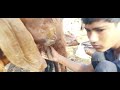 Viral Milk Making