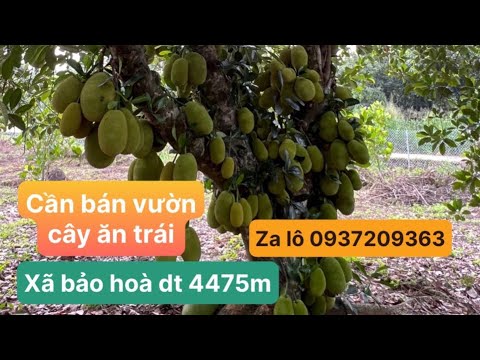 Bán lô đất xã Bảo hoà. Dt 4475m sổ Hồng. Mt bê tông 100m . Vườn cây ăn trái  chôm thái mãng cụt mít