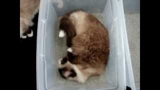 My Cat Likes to Roll in His Litter Box: Ragdoll Cat Caymus Rolling Around