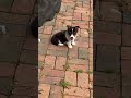 Mixed Breed dogs for sale: Mia - Video 1