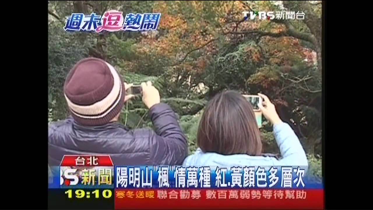 陽明山「楓」情萬種 紅、黃顏色多層次
