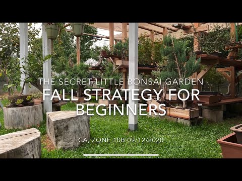 Bonsai 101 - Bonsai Fall Strategy