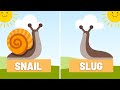 Why do snails have shells, but slugs don't?