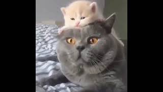俺様の頭の上に何者かが乗っかていやがる ️     猫好きさんと繋がりたい 猫のいるくらし 猫 #shorts