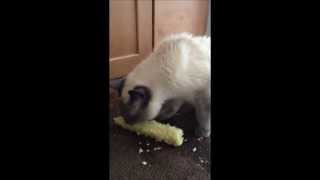 Duncan eating corn.wmv