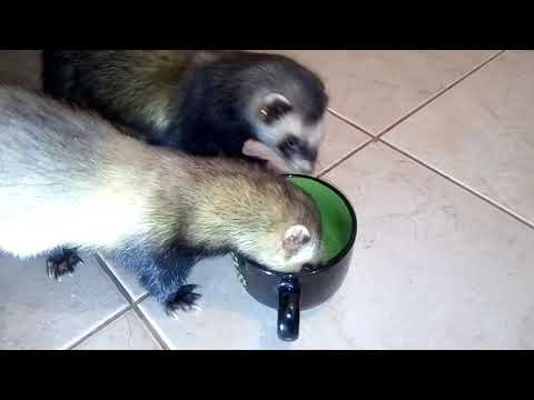 Наш вечер!Хорьки играют!После болезни!