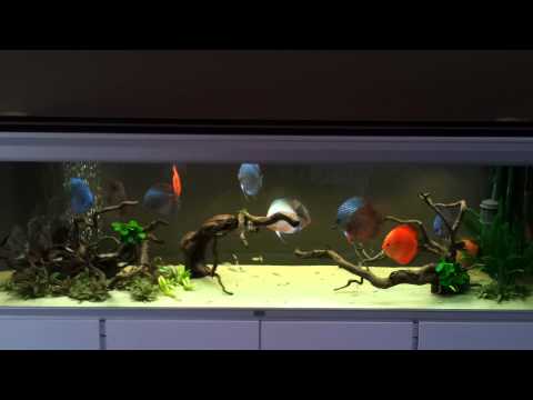 Stendker Discus - 5 months in aquarium