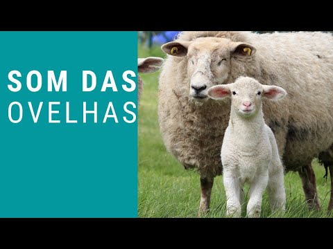 O SOM DAS OVELHAS 🐑 OVELHAS BERRANDO