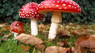 Terence McKenna   Santa Claus & the Amanita Muscaria Mushroom