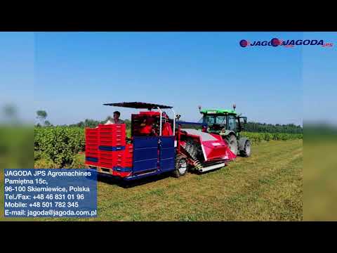 Zbiór porzeczki 2021 ⭐️ JAREK 5 ⭐️  c-330 ⭐️ Zetor 8441⭐️JAGODA JPS