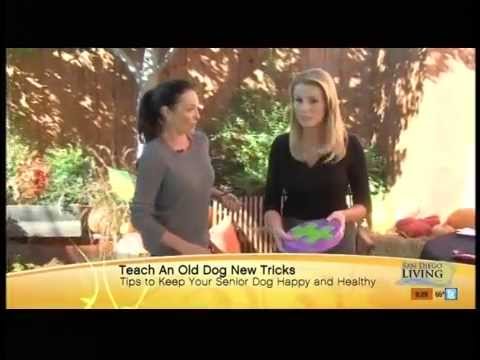 Teaching An Old Dog New Tricks!