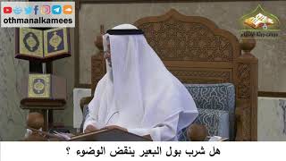 122 - هل شرب بول البعير ينقض الوضوء - عثمان الخميس