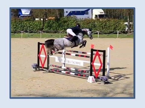 LIGHT BLUE DEL PIETRICCIO ROSSO f.g. SI 2008 (ZIROCCO BLUE X INDOCTRO)