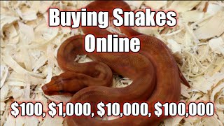 Buying Snakes Online