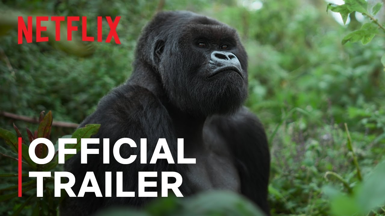 A Gorilla Story: Told by David Attenborough | Official Trailer | Netflix