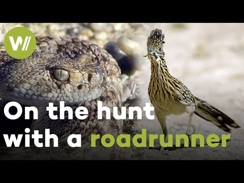 Roadrunner vs. Rattlesnake - On the hunt with a bird born to run