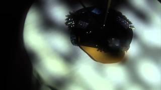 Stewart Walker - Rose Machine