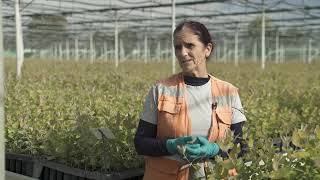 Herdade de Espirra - Cuidar das Plantas nos Viveiros Aliança