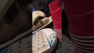 I'll be home for Christmas - Rascal Flatts cover