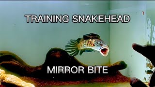Download lagu How to train snakehead mirror bite !! Channa mangap mp3