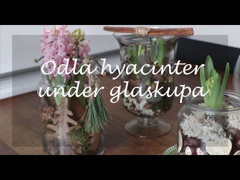 Odla hyacinter under glaskupa