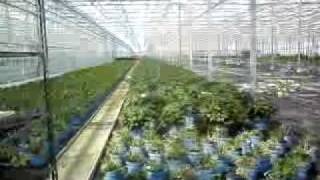 preview picture of video 'Endless Summer Collection Hydrangea (Hortensja) - plantation in Holland'