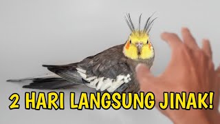 Download lagu Cara Menjinakkan Burung Falk/Parkit Australia Liar Dewasa mp3