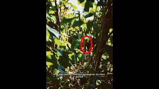 O animal com a mente mais brilhante do reino animal #misterio #floresta #curiosidades #biologia