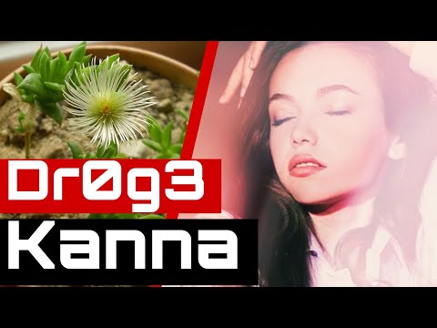 Legal High Kanna Sceletium tortuosum