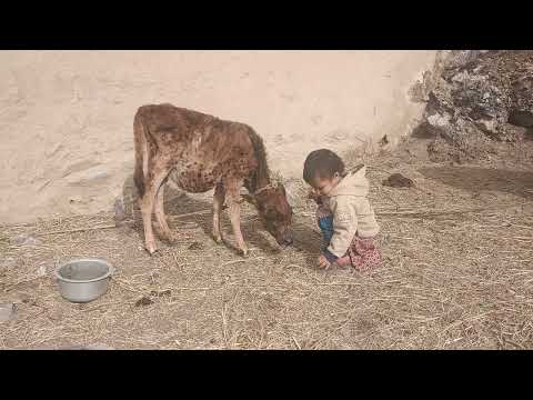 Mridul with her little baby cow #hpthakur #short #cow #babycow #viral