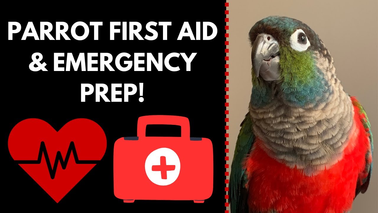Preparing for Pet Parrot Health Emergencies | Bird First Aid Kit | BirdNerdSophie AD