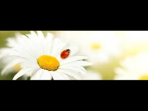 (Uplifting trance) Nikolauss - 8.06