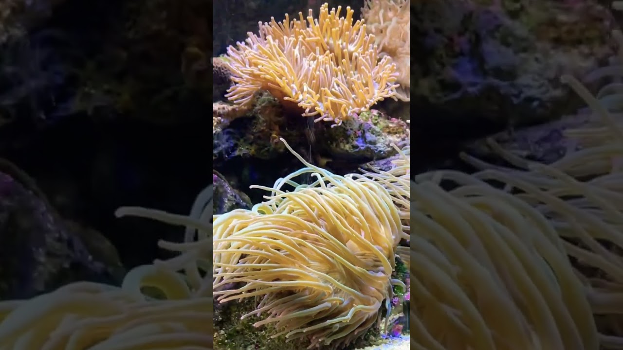 YouTube Short thumbnail