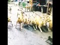 Munna Jhund Me To Suar Aate Hai Rajinikanth Viral Dialogue Shorts