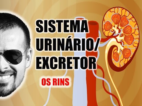 Sistema Excretor/Urinário - Os Rins e a filtragem do sangue - Anatomia Humana - VideoAula 030