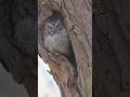 Owl Sounds ️ Owl Hooting 7